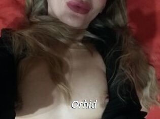 Orhid